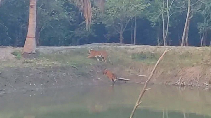 তিন বাঘের দখলে ছিল বন কার্যালয়, সকলে ছিলেন অবরুদ্ধ