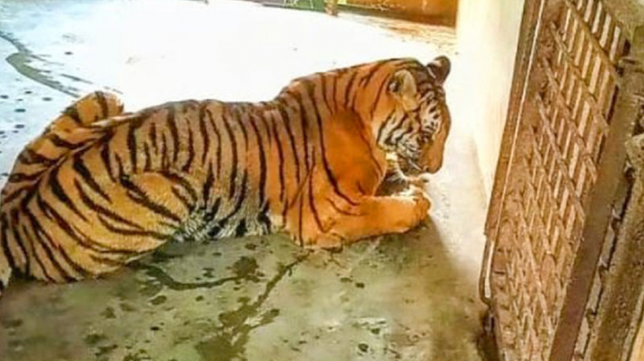 সাফারি পার্কের অসুস্থ বাঘের মৃত্যু সাফারি পার্কের অসুস্থ বাঘের মৃত্যু