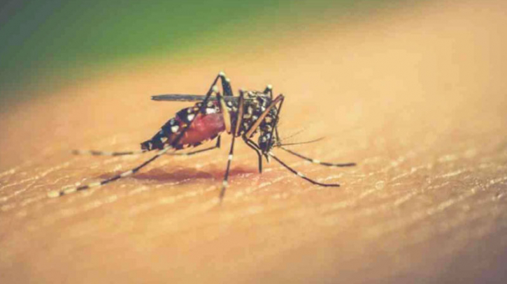 গবেষকেরা ডেঙ্গুর নতুন চিকিৎসাপদ্ধতিতে সাফল্য পাচ্ছেন গবেষকেরা ডেঙ্গুর নতুন চিকিৎসাপদ্ধতিতে সাফল্য পাচ্ছেন