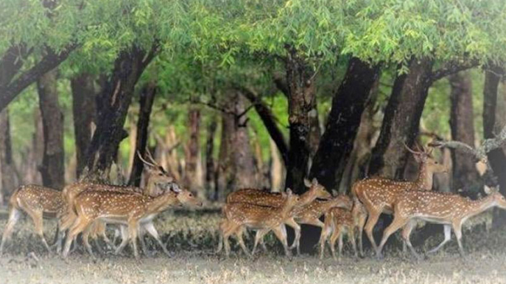 পাঁচ হরিণ শিকারিকে কারাদণ্ড পাঁচ হরিণ শিকারিকে কারাদণ্ড