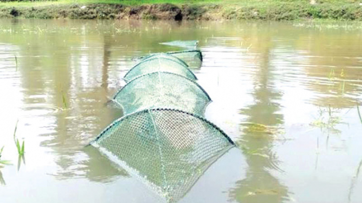 নেত্রকোণায় অবাধে ডিমওয়ালা মাছ নিধন চলছে