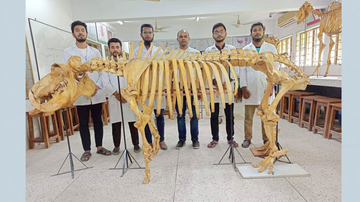 জলহস্তীর কংকাল প্রস্তুত করেছে পবিপ্রবি জলহস্তীর কংকাল প্রস্তুত করেছে পবিপ্রবি