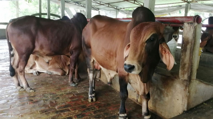 কোরবানির গোশত বণ্টনের সঠিক নিয়ম