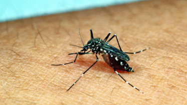 ২৪ ঘণ্টায় ডেঙ্গুতে ৩ জনের মৃত্যু