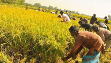 প্রান্তিক কৃষকদের জন্য ৩৩ কোটি টাকার প্রণোদনা 