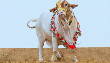 কোরবানির পশু জবাই করার উপযুক্ত সময়  জেনে নিন