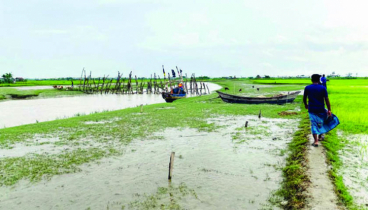মেঘনার মোহনায় বঞ্চনা