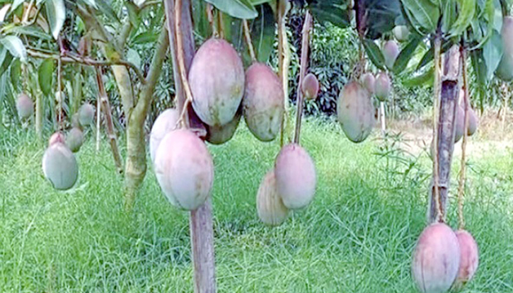 নওগাঁর সুস্বাদু গুটি আম বাজারে আসছে ২২ মে নওগাঁর সুস্বাদু গুটি আম বাজারে আসছে ২২ মে