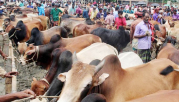 ঈদে গরুর হাটে সান্ধ্যকালীন ব্যাংকিং চালুর নির্দেশ