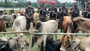 সুরমা নদী থেকে কোটি টাকার গরুর চালান আটক 