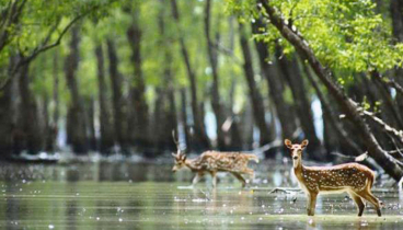 তিন মাসের জন্য সুন্দরবনে প্রবেশে নিষেধাজ্ঞা