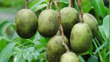 জিআই পণ্যের স্বীকৃতি পেল বরিশালের আমড়া