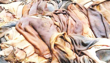 কোরবানির পশুর চামড়ার নতুন দাম নির্ধারণ