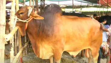 কার সঙ্গে ভাগে কোরবানি দেওয়া যাবে