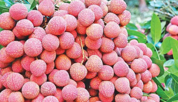 দিনাজপুরের লিচুর জিআই স্বীকৃতি