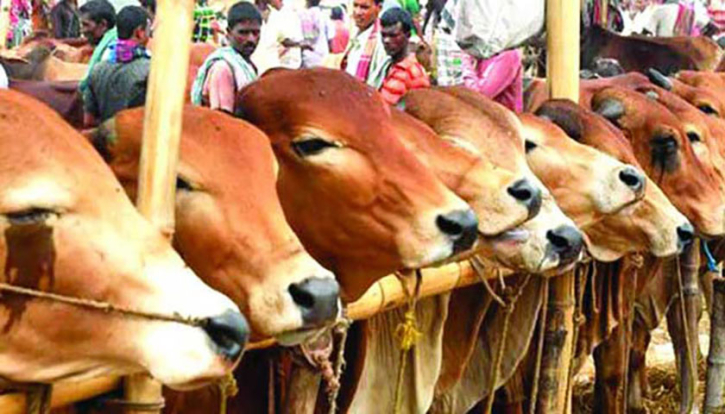 আজ থেকে রাজধানীতে কোরবানির পশুর হাট আজ থেকে রাজধানীতে কোরবানির পশুর হাট