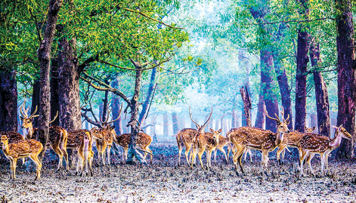 জলবায়ুসৃষ্ট দুর্যোগ মোকাবিলায় বনভূমিই ভরসা জলবায়ুসৃষ্ট দুর্যোগ মোকাবিলায় বনভূমিই ভরসা