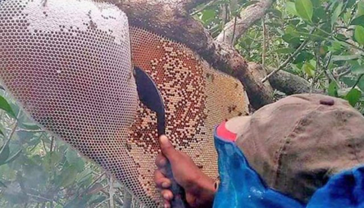 বাংলাদেশের জিআই পণ্য হিসেবে নিবন্ধিত হচ্ছে ’সুন্দরবনের মধু’ বাংলাদেশের জিআই পণ্য হিসেবে নিবন্ধিত হচ্ছে ’সুন্দরবনের মধু’
